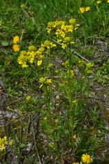 Barbarea vulgaris