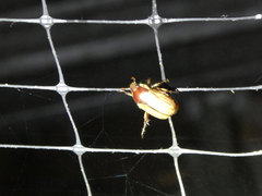 Callistethus lativittis