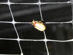 Callistethus lativittis