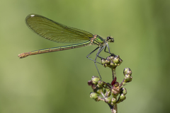 Calopteryx xanthostoma