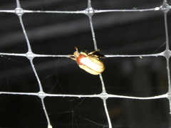 Callistethus lativittis