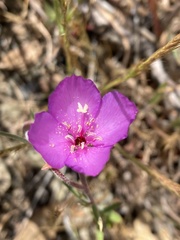 Clarkia gracilis gracilis