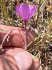 Clarkia gracilis gracilis