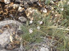 Asclepias angustifolia