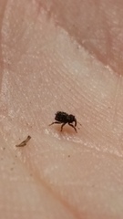 Andracalles horridus