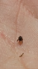 Andracalles horridus