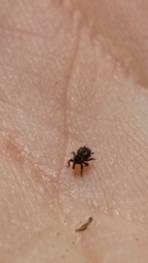 Andracalles horridus