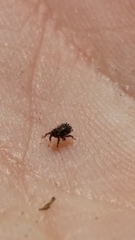 Andracalles horridus