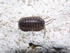 Armadillidium silvestrii