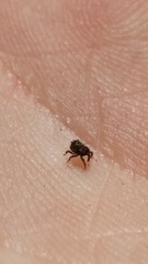 Andracalles horridus