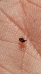 Andracalles horridus