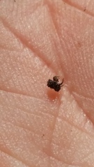 Andracalles horridus