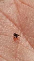 Andracalles horridus