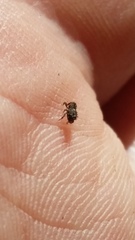 Andracalles horridus