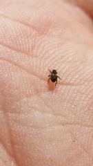 Andracalles horridus