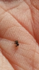 Andracalles horridus