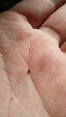 Andracalles horridus