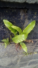 Asplenium scolopendrium