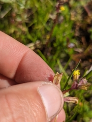 Erythranthe arvensis