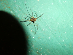 Eucynortula albipunctata