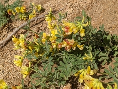 Acmispon grandiflorus