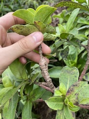 Merimnetria homoxyla