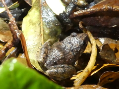 Craugastor underwoodi