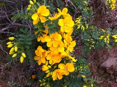 Senna cumingii