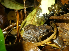 Craugastor underwoodi