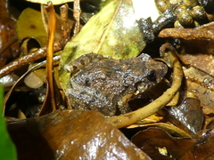 Craugastor underwoodi