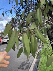 Muellerina eucalyptoides