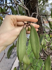 Muellerina eucalyptoides