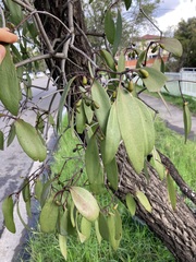 Muellerina eucalyptoides