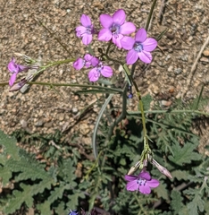 Saltugilia splendens