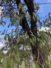 Muellerina eucalyptoides