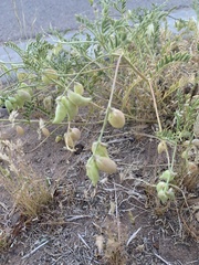 Astragalus allochrous
