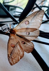 Opodiphthera loranthi