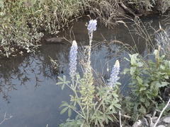 Lupinus splendens