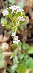 Valeriana arizonica
