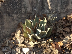 Agave guadalajarana