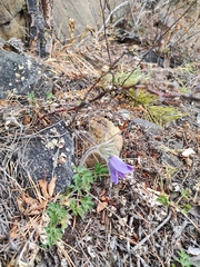 Pulsatilla ambigua