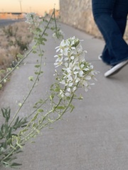 Dimorphocarpa wislizeni