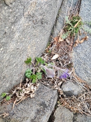 Pulsatilla ambigua