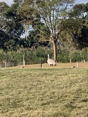 Cereopsis novaehollandiae