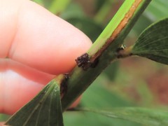 Eufroggattia tuberculata