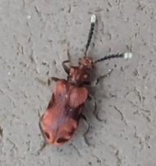 Lemodes coccinea