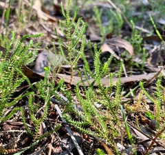 Selaginella uliginosa