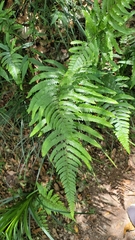 Microlepia calvescens