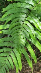 Microlepia calvescens