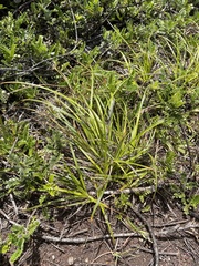 Carex wahuensis